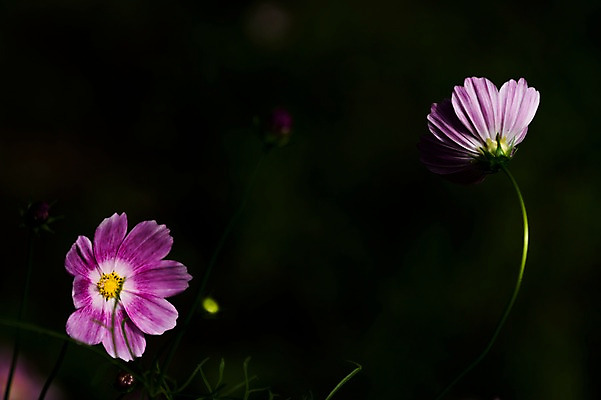 포토 JPG 식물 꽃 분홍색 자연 풍경 사람없음 야외 가을 두송이 코스모스 국내포토 계절 컬러 2 생태계 파일형식