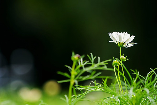 포토 JPG 주간 식물 꽃 자연 풍경 사람없음 야외 가을 코스모스 국내포토 자연요소 계절 생태계 파일형식