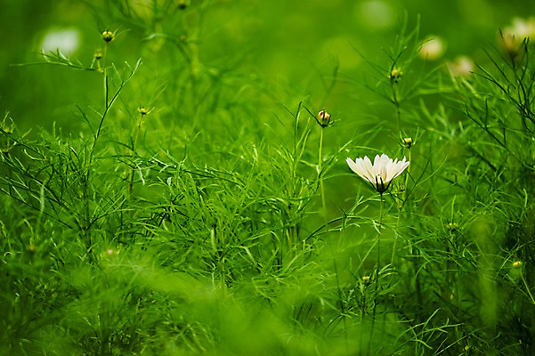 포토 JPG 주간 식물 꽃 자연 풍경 사람없음 야외 아웃포커스 초록색 가을 풀잎 코스모스 국내포토 자연요소 계절 컬러 잎 촬영기법 풀_식물 생태계 파일형식