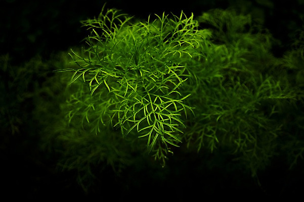 포토 JPG 식물 백그라운드 자연 풍경 근접촬영 사람없음 야외 아웃포커스 초록색 풀잎 국내포토 뷰포인트 컬러 잎 촬영기법 풀_식물 생태계 파일형식