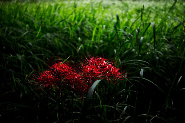 포토 JPG 식물 꽃 자연 풍경 사람없음 야외 아웃포커스 빨간색 풀잎 국내포토 컬러 잎 촬영기법 풀_식물 생태계 파일형식