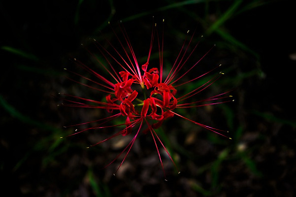 포토 JPG 식물 꽃 자연 풍경 근접촬영 사람없음 야외 아웃포커스 빨간색 국내포토 뷰포인트 컬러 촬영기법 생태계 파일형식