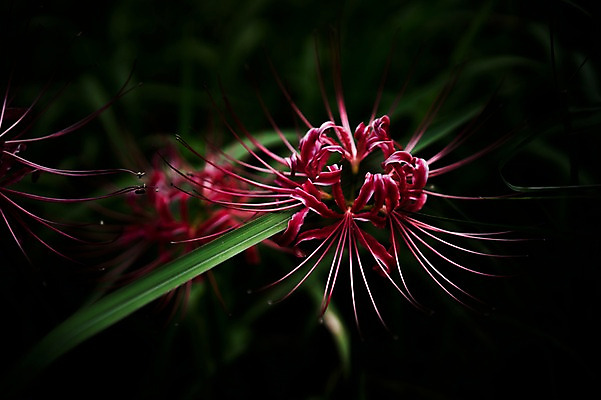 포토 JPG 식물 꽃 자연 풍경 근접촬영 사람없음 야외 아웃포커스 빨간색 풀잎 국내포토 뷰포인트 컬러 잎 촬영기법 풀_식물 생태계 파일형식