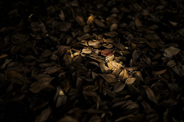 포토 JPG 주간 식물 백그라운드 낙엽 자연 나뭇잎 풍경 사람없음 야외 빛 가을 국내포토 자연요소 계절 잎 생태계 파일형식