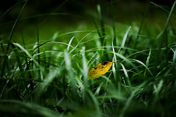 포토 JPG 주간 식물 백그라운드 낙엽 자연 나뭇잎 풍경 사람없음 야외 아웃포커스 초록색 가을 풀 풀잎 국내포토 자연요소 계절 컬러 잎 촬영기법 풀_식물 생태계 파일형식