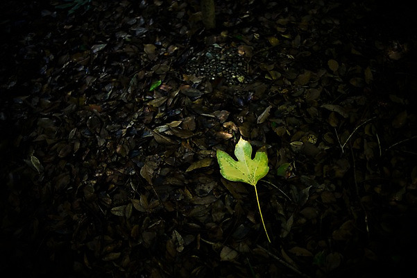 포토 JPG 식물 백그라운드 낙엽 자연 나뭇잎 풍경 사람없음 야외 가을 국내포토 계절 잎 생태계 파일형식