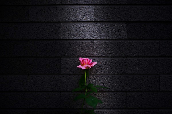 포토 JPG 식물 건축물 꽃 벽 백그라운드 한송이 벽돌 풍경 사람없음 빛 담장 장미 벽돌담 국내포토 1 건축 송이 파일형식