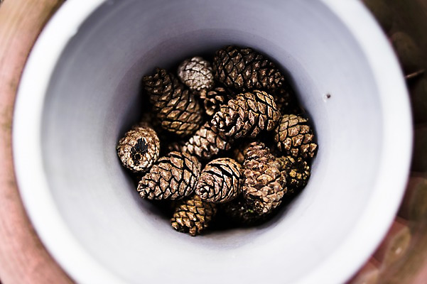 포토 JPG 식물 자연 풍경 사람없음 아웃포커스 하이앵글 솔방울 국내포토 뷰포인트 촬영기법 생태계 파일형식