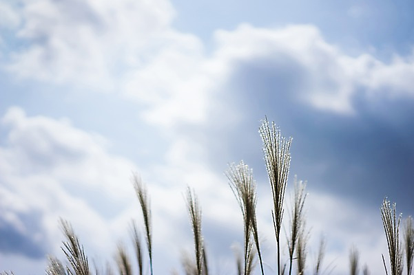 포토 JPG 주간 구름 백그라운드 자연 하늘 갈대 풍경 사람없음 야외 아웃포커스 일본 가을 국내포토 자연요소 식물 계절 아시아 촬영기법 생태계 파일형식