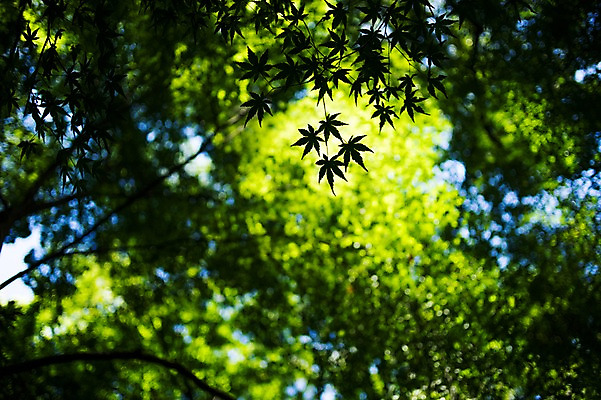 포토 JPG 주간 나무 로우앵글 백그라운드 단풍 자연 단풍나무 나뭇잎 풍경 사람없음 야외 아웃포커스 초록색 일본 국내포토 자연요소 식물 아시아 뷰포인트 컬러 잎 촬영기법 생태계 파일형식