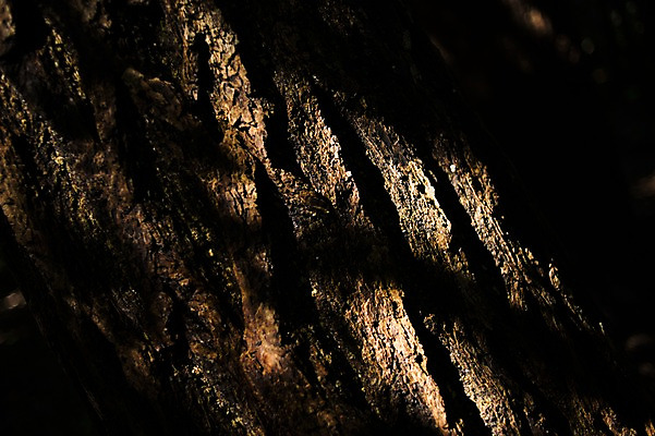 포토 JPG 주간 나무 백그라운드 자연 풍경 근접촬영 사람없음 야외 빛 일본 나무껍질 국내포토 자연요소 식물 아시아 뷰포인트 껍질 생태계 파일형식