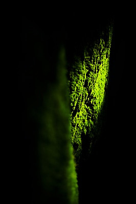 포토 JPG 주간 백그라운드 자연 이끼 풍경 사람없음 야외 아웃포커스 빛 일본 국내포토 자연요소 아시아 촬영기법 생태계 파일형식