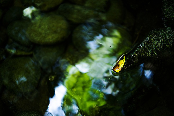 포토 JPG 주간 자연 그림자 풍경 사람없음 야외 아웃포커스 물 반사 일본 국내포토 자연요소 아시아 촬영기법 생태계 파일형식