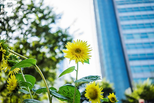 포토 JPG 주간 꽃 해바라기 풍경 빌딩 사람없음 야외 아웃포커스 도시풍경 일본 도시 국내포토 자연요소 식물 아시아 촬영기법 건물 파일형식