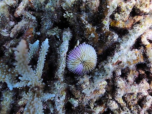 포토 JPG 동물 바다 자연 풍경 근접촬영 사람없음 바닷속 수중 수중동물 산호 수중사진 국내포토 뷰포인트 자포동물 생태계 파일형식
