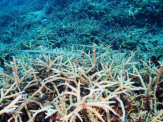 포토 JPG 동물 바다 자연 어류 풍경 사람없음 바닷속 수중 수중동물 산호 수중사진 국내포토 자포동물 생태계 파일형식