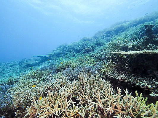 포토 JPG 동물 바다 자연 풍경 사람없음 바닷속 수중 수중동물 산호 수중사진 국내포토 자포동물 생태계 파일형식