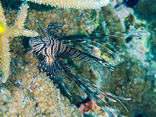 포토 JPG 동물 한마리 바다 자연 어류 풍경 근접촬영 사람없음 바닷속 수중 수중동물 산호 수중사진 국내포토 1 뷰포인트 자포동물 생태계 파일형식