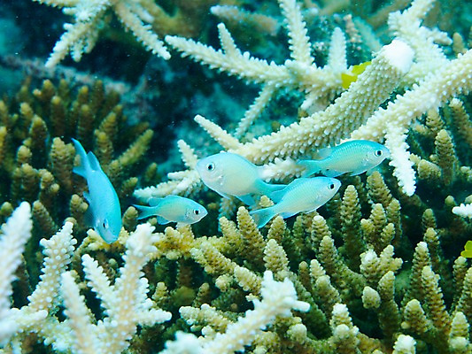 포토 JPG 동물 바다 여러마리 자연 어류 풍경 사람없음 바닷속 수중 수중동물 산호 수중사진 국내포토 다수 자포동물 생태계 파일형식