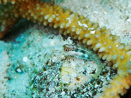 포토 JPG 동물 한마리 바다 자연 어류 풍경 근접촬영 사람없음 바닷속 수중 수중동물 산호 수중사진 국내포토 1 뷰포인트 자포동물 생태계 파일형식