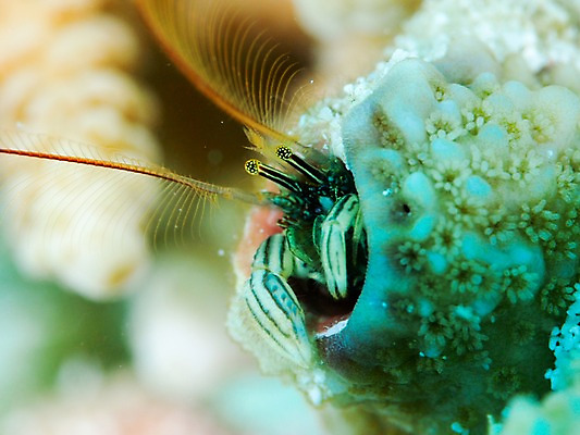 포토 JPG 동물 한마리 바다 자연 풍경 근접촬영 사람없음 아웃포커스 바닷속 수중 수중동물 소라 더듬이 소라게 수중사진 국내포토 1 뷰포인트 어패류 촬영기법 게 생태계 파일형식