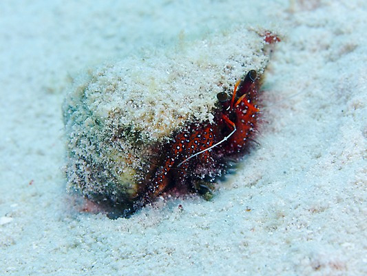 포토 JPG 동물 한마리 모래 바다 자연 풍경 근접촬영 사람없음 바닷속 수중 수중동물 소라 소라게 수중사진 국내포토 1 뷰포인트 어패류 게 생태계 파일형식