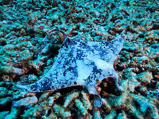 포토 JPG 동물 한마리 바다 자연 어류 풍경 근접촬영 사람없음 바닷속 수중 수중동물 산호 수중사진 국내포토 1 뷰포인트 자포동물 생태계 파일형식