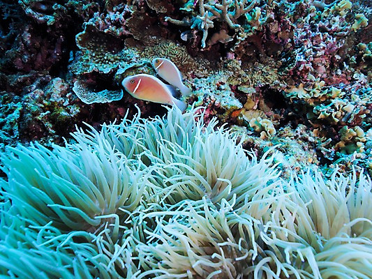 포토 JPG 동물 바다 두마리 자연 어류 풍경 사람없음 바닷속 수중 수중동물 산호 수중사진 국내포토 2 자포동물 생태계 파일형식