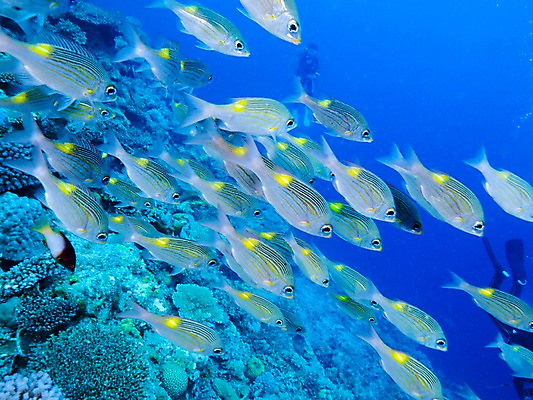 포토 JPG 동물 바다 여러마리 자연 어류 풍경 사람없음 바닷속 수중 수중동물 산호 수중사진 국내포토 다수 자포동물 생태계 파일형식
