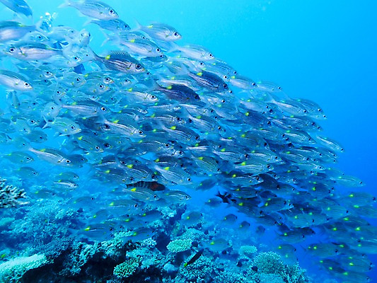 포토 JPG 동물 바다 여러마리 자연 어류 풍경 사람없음 바닷속 수중 수중동물 산호 수중사진 국내포토 다수 자포동물 생태계 파일형식