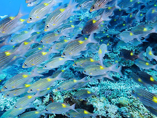 포토 JPG 동물 바다 여러마리 자연 어류 풍경 사람없음 바닷속 수중 수중동물 산호 수중사진 국내포토 다수 자포동물 생태계 파일형식