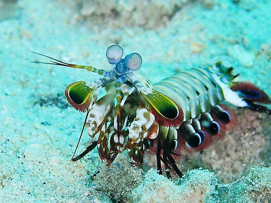 포토 JPG 동물 한마리 바다 자연 풍경 근접촬영 사람없음 아웃포커스 바닷속 수중 수중동물 가재 수중사진 국내포토 1 뷰포인트 촬영기법 갑각류 생태계 파일형식