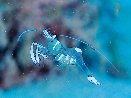 포토 JPG 동물 한마리 바다 자연 새우 풍경 사람없음 아웃포커스 바닷속 수중 수중동물 수중사진 국내포토 1 촬영기법 갑각류 생태계 파일형식