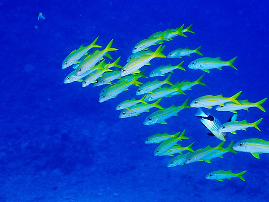 포토 JPG 동물 바다 여러마리 자연 어류 풍경 사람없음 파란색 바닷속 수중 수중동물 수중사진 국내포토 컬러 다수 생태계 파일형식