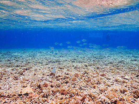 포토 JPG 동물 바다 여러마리 자연 어류 풍경 사람없음 바닷속 수중 수중동물 수중사진 국내포토 다수 생태계 파일형식