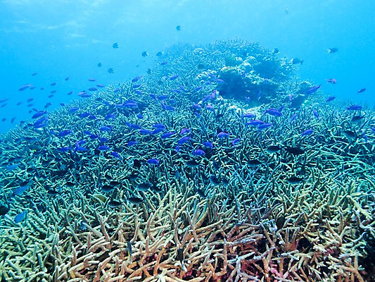 포토 JPG 동물 바다 여러마리 자연 어류 풍경 사람없음 바닷속 수중 수중동물 산호 수중사진 국내포토 다수 자포동물 생태계 파일형식
