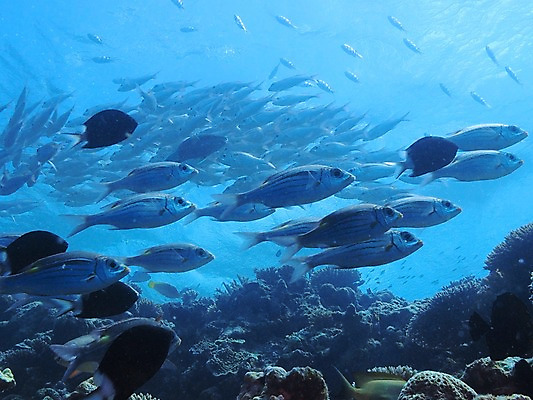 포토 JPG 동물 바다 여러마리 자연 어류 풍경 사람없음 바닷속 수중 수중동물 산호 수중사진 국내포토 다수 자포동물 생태계 파일형식