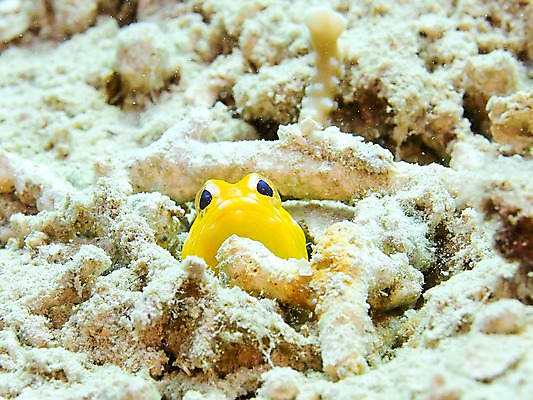 포토 JPG 동물 한마리 바다 자연 어류 풍경 사람없음 바닷속 수중 수중동물 산호 눈동자 수중사진 국내포토 1 눈_신체부위 자포동물 생태계 파일형식