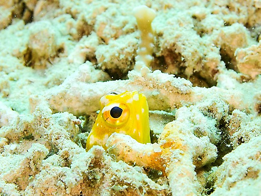 포토 JPG 동물 한마리 바다 자연 어류 풍경 사람없음 바닷속 수중 수중동물 산호 눈동자 수중사진 국내포토 1 눈_신체부위 자포동물 생태계 파일형식