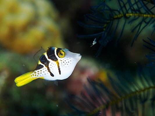 포토 JPG 동물 한마리 바다 자연 어류 풍경 사람없음 아웃포커스 바닷속 수중 수중동물 수중사진 국내포토 1 촬영기법 생태계 파일형식