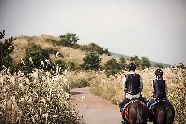 포토 JPG 주간 전신 커플 여자 남자 커플라이프 20대 성인 야외 두명 뒷모습 제주도 한국인 가을 말_동물 체험 승마 승차 즐거움 억새 성읍랜드 국내포토 자연요소 식물 라이프스타일 계절 감정 스포츠 뷰포인트 컨셉 포유류 관계 모션 한국 사람 동양인 청년 파일형식