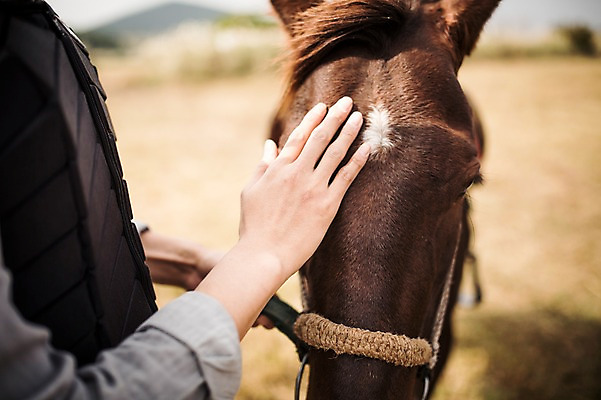 포토 JPG 주간 손 커플 남자 커플라이프 한명 20대 성인 야외 신체부위 제주도 한국인 가을 말_동물 체험 승마 즐거움 성읍랜드 국내포토 자연요소 1 라이프스타일 계절 감정 스포츠 컨셉 포유류 관계 한국 사람 동양인 청년 파일형식