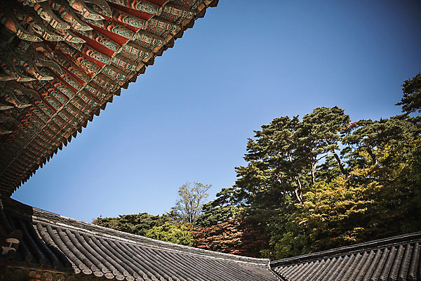 포토 JPG 주간 나무 단풍 유적지 자연 하늘 단풍나무 지붕 풍경 사람없음 야외 가을 경주 처마 불국사 지붕처마 국내포토 자연요소 식물 계절 고건축 잎 경상북도 생태계 랜드마크 파일형식