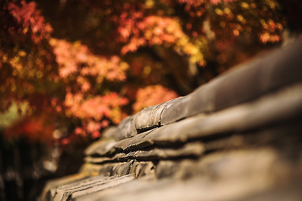 포토 JPG 주간 나무 단풍 유적지 자연 단풍나무 지붕 기와 풍경 사람없음 야외 아웃포커스 가을 경주 기와지붕 불국사 국내포토 자연요소 식물 계절 고건축 잎 촬영기법 경상북도 생태계 랜드마크 파일형식