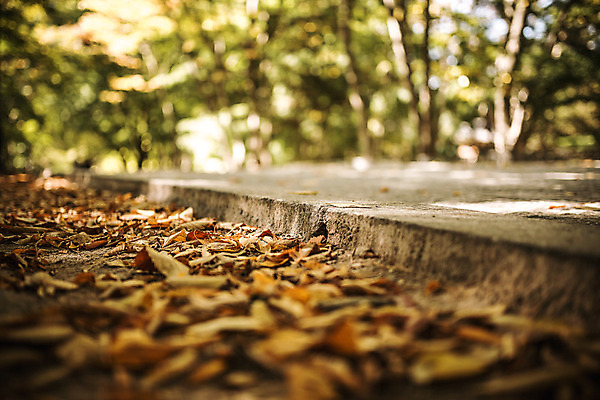 포토 JPG 주간 나무 단풍 낙엽 유적지 자연 단풍나무 바닥 풍경 사람없음 야외 아웃포커스 가을 경주 불국사 국내포토 자연요소 식물 계절 고건축 잎 촬영기법 경상북도 생태계 랜드마크 파일형식