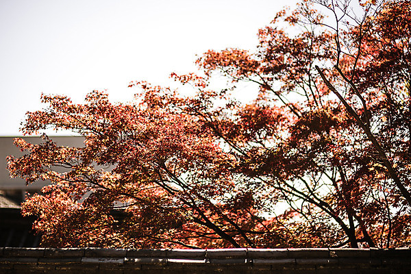 포토 JPG 주간 나무 단풍 유적지 자연 단풍나무 풍경 사람없음 야외 가을 경주 불국사 국내포토 자연요소 식물 계절 고건축 잎 경상북도 생태계 랜드마크 파일형식