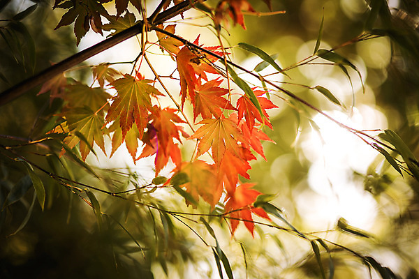 포토 JPG 주간 나무 단풍 유적지 자연 단풍나무 풍경 사람없음 야외 아웃포커스 가을 경주 불국사 국내포토 자연요소 식물 계절 고건축 잎 촬영기법 경상북도 생태계 랜드마크 파일형식