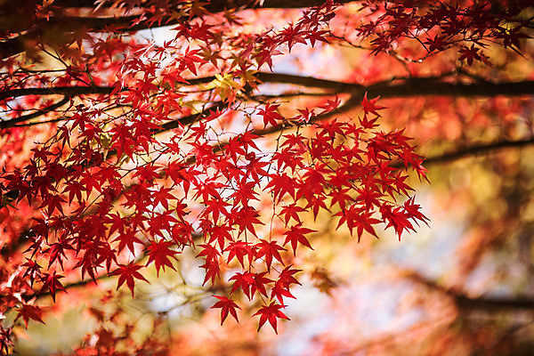 포토 JPG 주간 나무 단풍 유적지 자연 단풍나무 풍경 사람없음 야외 아웃포커스 가을 경주 불국사 국내포토 자연요소 식물 계절 고건축 잎 촬영기법 경상북도 생태계 랜드마크 파일형식