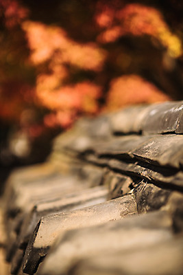 포토 JPG 주간 나무 단풍 유적지 자연 단풍나무 기와 풍경 사람없음 야외 아웃포커스 가을 경주 기와지붕 불국사 국내포토 자연요소 식물 계절 고건축 잎 지붕 촬영기법 경상북도 생태계 랜드마크 파일형식