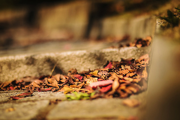 포토 JPG 주간 나무 단풍 낙엽 유적지 자연 바닥 풍경 사람없음 야외 아웃포커스 가을 경주 불국사 국내포토 자연요소 식물 계절 고건축 잎 촬영기법 경상북도 생태계 랜드마크 파일형식